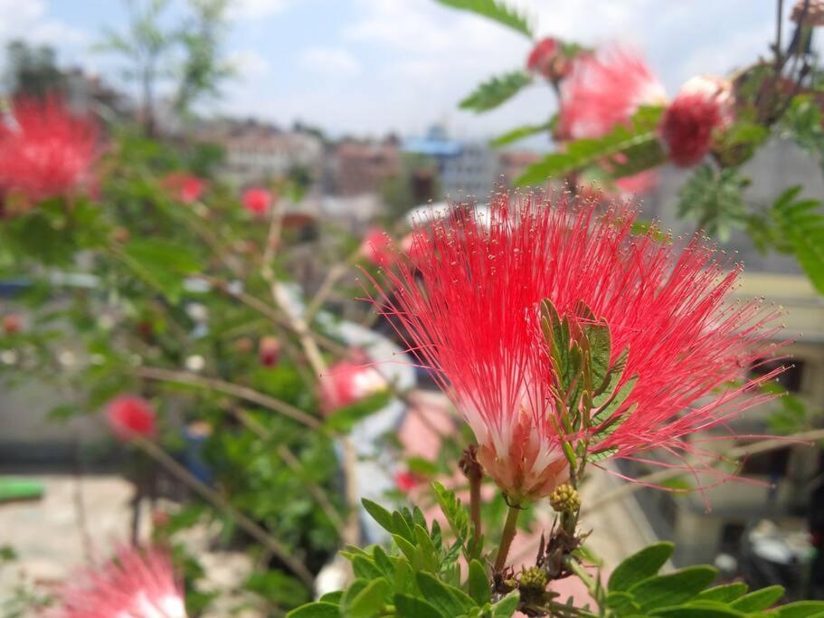 Ananda Tree House Eco Homestay Kathmandu Luaran gambar
